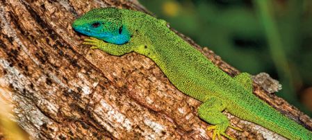 Le contrebandier cachait serpents et lézards cornus dans son pantalon