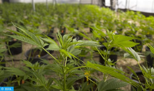L'avenir de la culture du cannabis sous les projecteurs à Tanger