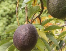 Rescapés : pourquoi les avocats ne sont encore là que par une anomalie de l’évolution Rescapés : pourquoi les avocats ne sont encore là que par une anomalie de l’évolution
