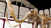 Insolite : Extinction des mammouths laineux : la faute aux plantes ? Insolite : Extinction des mammouths laineux : la faute aux plantes ?