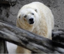 Insolite : Arturo, ours polaire argentin déprimé, lorgne vers le Canada Insolite : Arturo, ours polaire argentin déprimé, lorgne vers le Canada