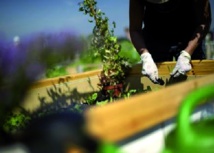 Berlin se met aux jardins potagers Berlin se met aux jardins potagers