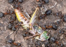 Les fourmis, des insectes encore plus forts qu'on ne le pense? Les fourmis, des insectes encore plus forts qu'on ne le pense?
