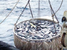Petits pêcheurs et pisciculteurs à la traîne561 Petits pêcheurs et pisciculteurs à la traîne561