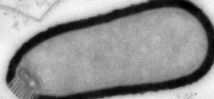 Un virus géant ressuscité après 30.000 ans passés dans la glace Un virus géant ressuscité après 30.000 ans passés dans la glace