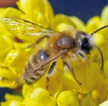 Des abeilles sauvages utilisent  du plastique pour construire leur nid