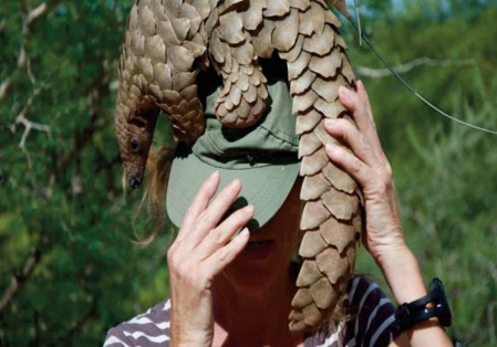 L'hôpital de la seconde chance pour les pangolins, victimes du braconnage L'hôpital de la seconde chance pour les pangolins, victimes du braconnage