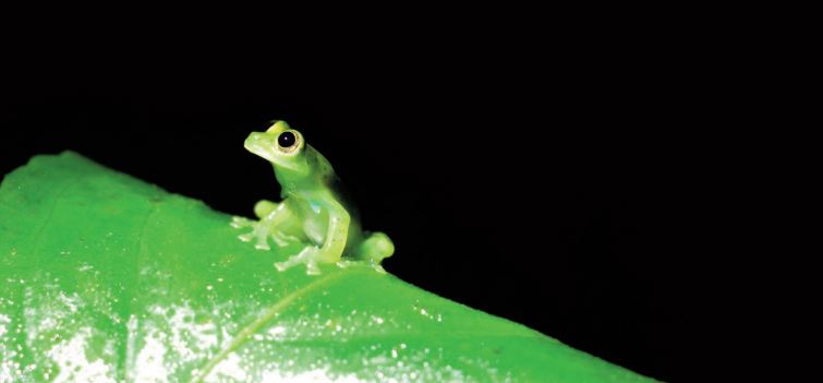 Le crapaud doré, tombé au champ d'honneur du changement climatique