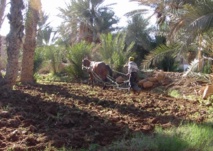 Ban Ki-moon appelle à soutenir  les petits agriculteurs