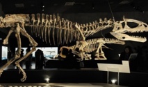 Des pluies acides ont accompagné la disparition des dinosaures Des pluies acides ont accompagné la disparition des dinosaures