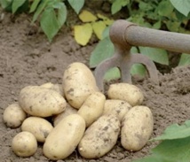 Appel à adopter des mesures incitatives pour relancer les exportations des pommes de terre