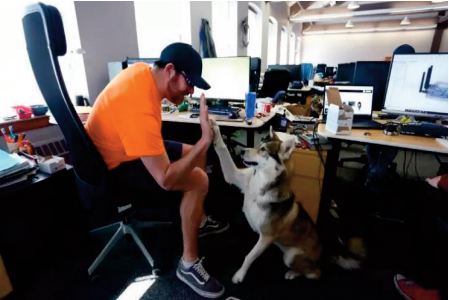 Au Canada, les chiens s ’invitent au bureau de leur maître Au Canada, les chiens s ’invitent au bureau de leur maître