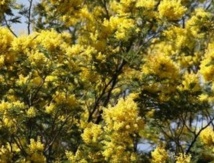 Le mimosa de la Côte d’Azur, ingrédient secret des parfumeurs Le mimosa de la Côte d’Azur, ingrédient secret des parfumeurs