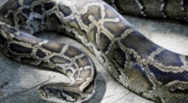 Le python voyageur ne perd jamais le nord Le python voyageur ne perd jamais le nord