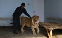 Insolite : Nouvelle vie Insolite : Nouvelle vie