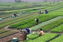 Les opportunités d'investissement dans l'agriculture exposées en Italie