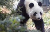 Les pandas géants ont un faible pour le sucre Les pandas géants ont un faible pour le sucre