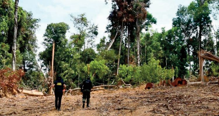 Davos appelle à ce que la déforestation de l'Amazonie ne soit plus synonyme de rentabilité