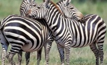 Le zèbre s'est fait pousser des rayures pour déplaire aux taons Le zèbre s'est fait pousser des rayures pour déplaire aux taons