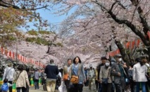 Le printemps au Japon: beauté des cerisiers en fleurs, douleur du rhume des foins Le printemps au Japon: beauté des cerisiers en fleurs, douleur du rhume des foins