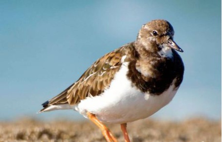 “2TK” , cet oiseau migrateur qui aime passer l'été à Punta del Este