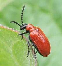 Marrakech accueille un symposium sur la résistance des plantes aux insectes