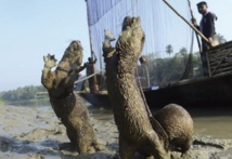 Au Bangladesh, la tradition de la pêche à la loutre en voie d’extinction Au Bangladesh, la tradition de la pêche à la loutre en voie d’extinction