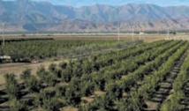 Hausse de la superficie emblavée  dans la région de Doukkala-Abda