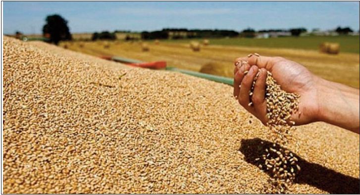 Baisse attendue de la production et de la consommation mondiales de céréales