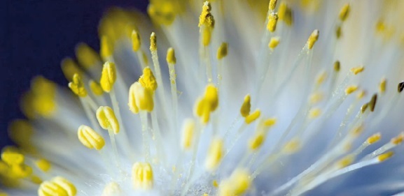 Le beau temps est là, les allergies aussi Le beau temps est là, les allergies aussi