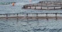 Le plan Aquaculture Maroc dévoilé à Tétouan