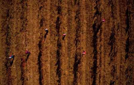 L’OCP œuvre à améliorer la fertilité des sols africains via des produits et des services adaptés L’OCP œuvre à améliorer la fertilité des sols africains via des produits et des services adaptés