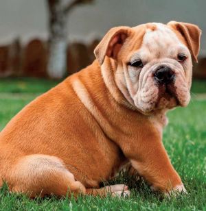 Le bulldog anglais souffre de la gueule faisant son succès Le bulldog anglais souffre de la gueule faisant son succès