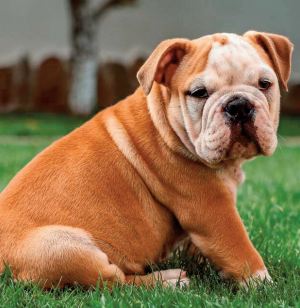 Le bulldog anglais souffre de la gueule faisant son succès