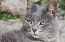A Washington, les chasseurs de chats errants sont parmi nous A Washington, les chasseurs de chats errants sont parmi nous