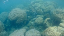 Les poissons perdent leur instinct de survie quand les océans s’acidifient Les poissons perdent leur instinct de survie quand les océans s’acidifient