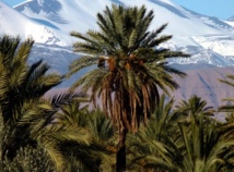 Deuxième édition du Festival de la palmeraie