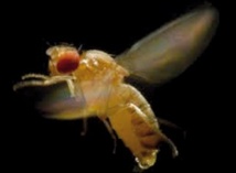 Face à un prédateur, la mouche drosophile manœuvre comme un avion de combat Face à un prédateur, la mouche drosophile manœuvre comme un avion de combat