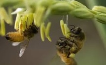 En Roumanie, les abeilles à l'aide de la médecine