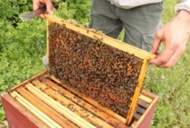 Le miel d’euphorbe, un produit du terroir très prisé au Maroc Le miel d’euphorbe, un produit du terroir très prisé au Maroc