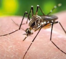 Le moustique, l’animal le plus mortel de la planète Le moustique, l’animal le plus mortel de la planète