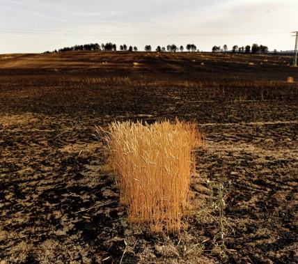 La péninsule ibérique souffre d'une aridité sans précédent depuis plus d' un millénaire