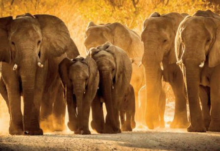 Chez les éléphants, la vie en société aide les orphelins à s'en sortir Chez les éléphants, la vie en société aide les orphelins à s'en sortir