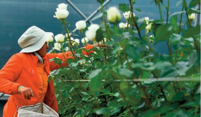 La course d'obstacles des roses équatoriennes pour arriver sur les étals du monde