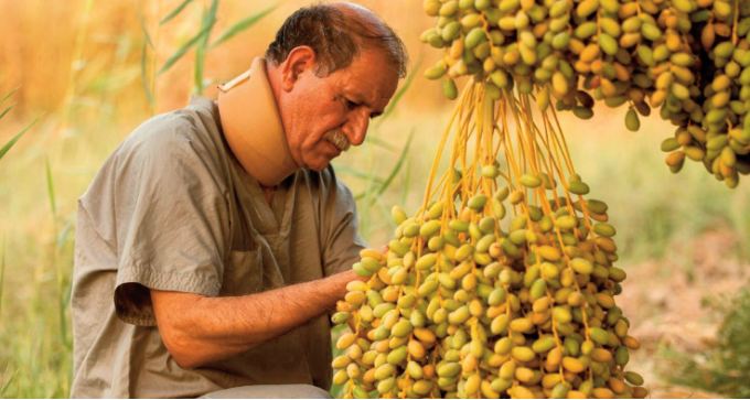En Irak, préserver le palmier-dattier