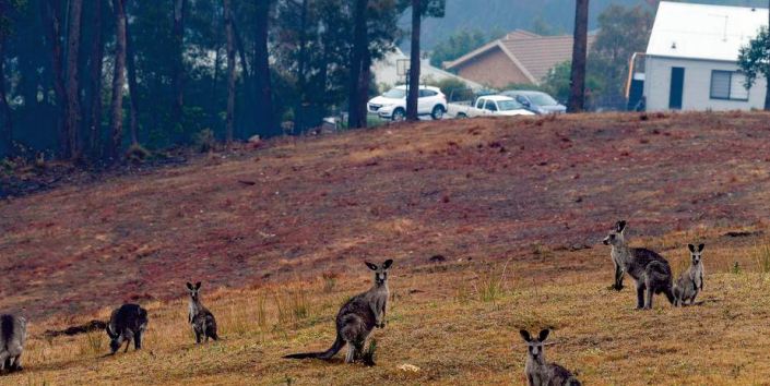 En Australie, la faune et la flore plus que jamais menacées En Australie, la faune et la flore plus que jamais menacées