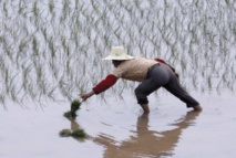 Blé et riz, source des différences culturelles nord-sud en Chine Blé et riz, source des différences culturelles nord-sud en Chine