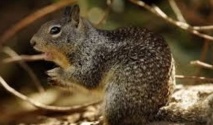 Insolite : Les écureuils sont égaux Insolite : Les écureuils sont égaux