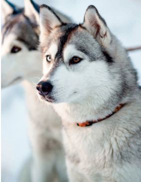 Les anciens chiens sibériens comptaient sur les hommes pour manger du poisson