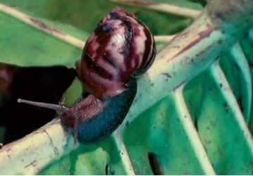 La Floride face à un péril rampant Les escargots géants